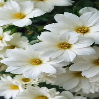 white flowers wallpaper iphone