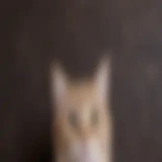 cat background iphone