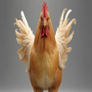 chicken transparent