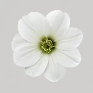 white flower transparent background