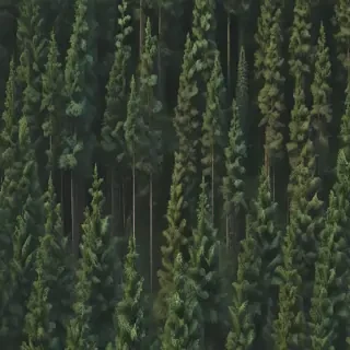 forest png