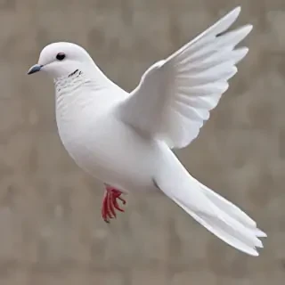 png dove