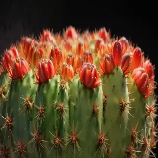 cactus fruit