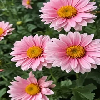 chrysanthemum png