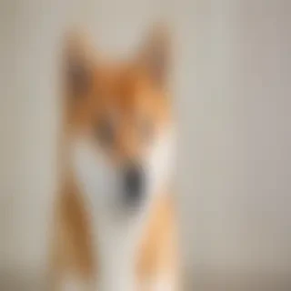 shiba dog