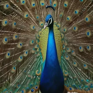 peacock png