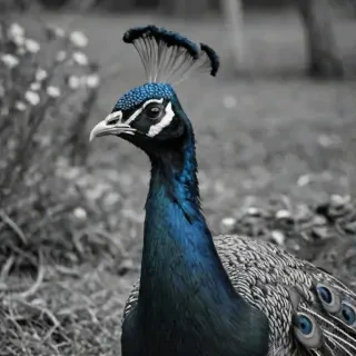 peacock black and white