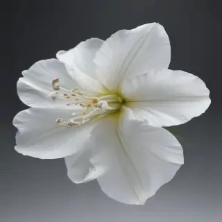 white flower transparent