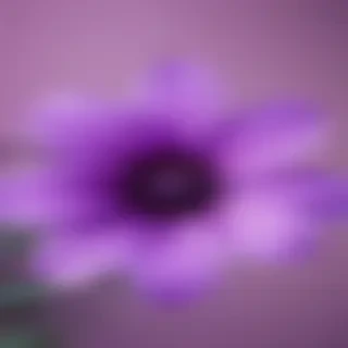 purple flower iphone wallpaper