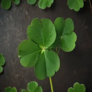 4 leaf clover