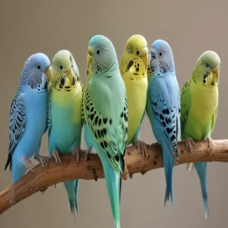 budgies