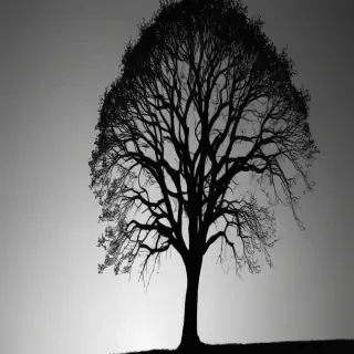 trees silhouette png