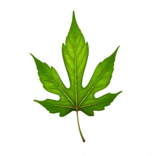 green leaf png