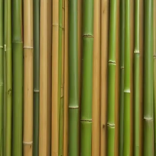 bamboo background