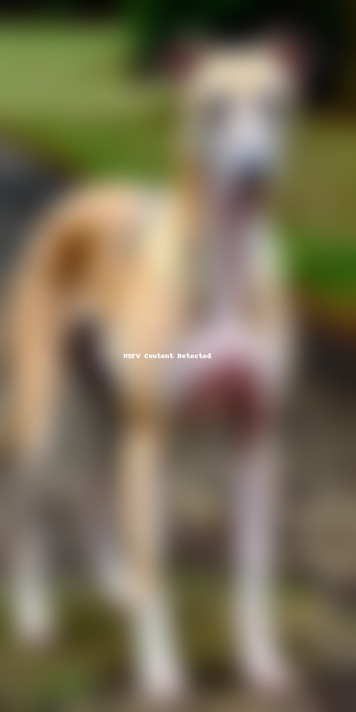 greyhound dog breed