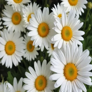 daisy wallpaper for desktop