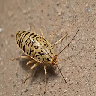 locust bug