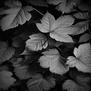 leaves black and white