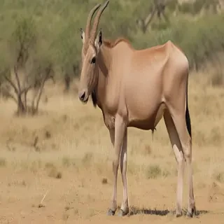 eland