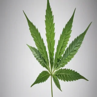 marijuana leaf transparent background
