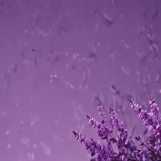 purple aesthetic wallpaper laptop