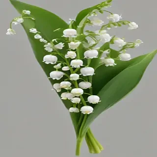 lily of the valley png