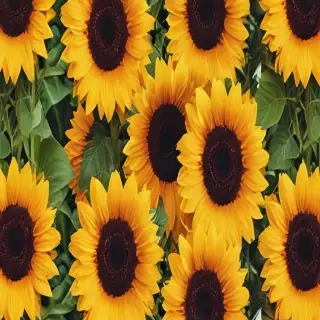 cute sunflower wallpaper