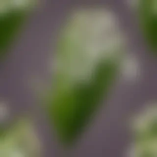 lily of the valley png