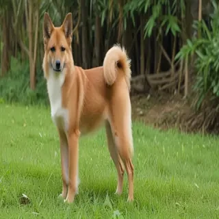 balinese breed