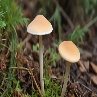 thin stemmed mushroom