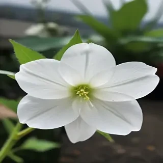 transparent white flower