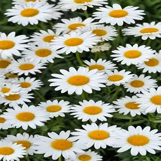daisy flower wallpaper