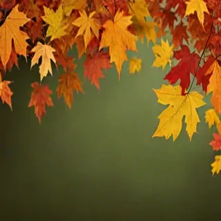 fall leaves png transparent