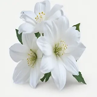 white flowers png transparent