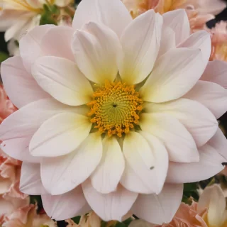 light flower background