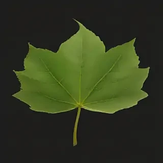 leaf transparent background