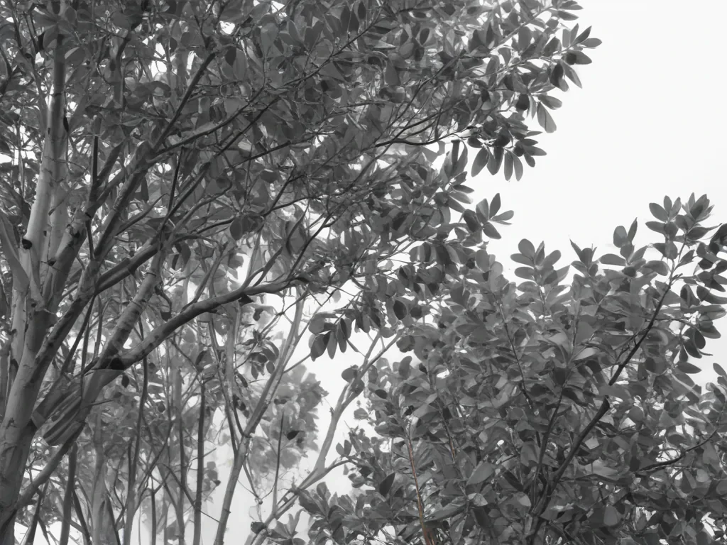 eucalyptus clipart black and white