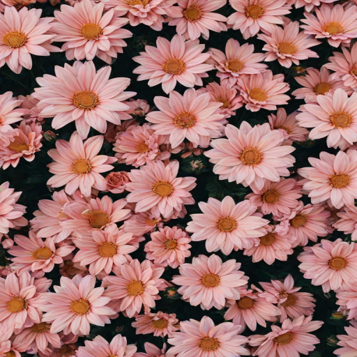 aesthetic backgrounds flowers