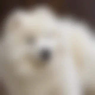 samoyed dog breed