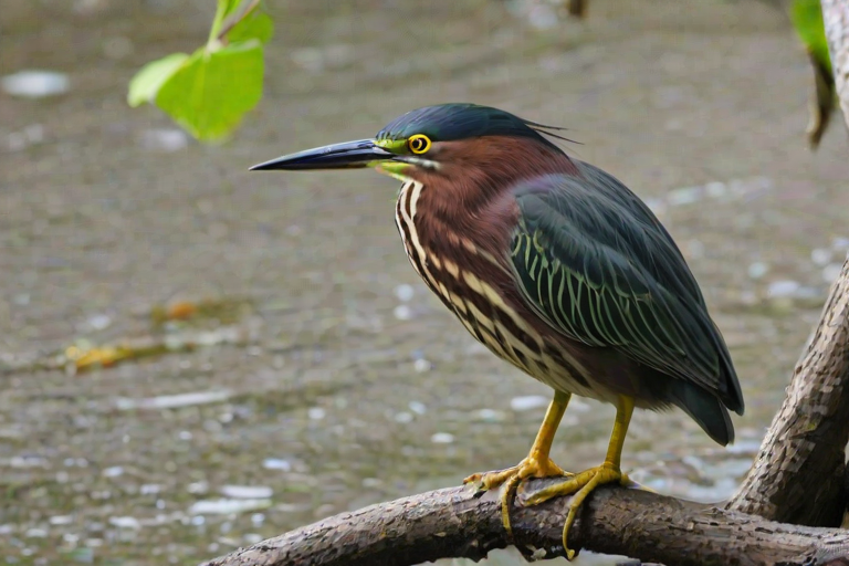 green heron