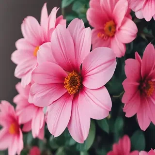 flower phone wallpaper