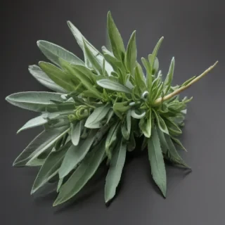 sage png