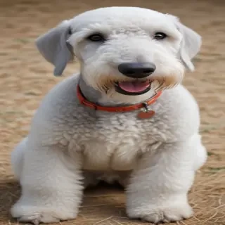 bedlington terrier