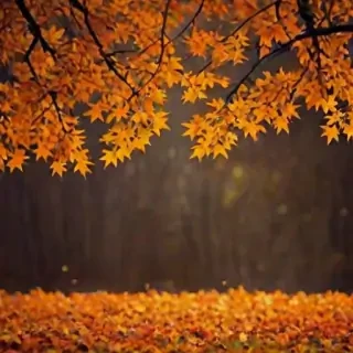 fall background wallpaper iphone
