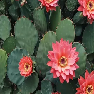 cactus wallpaper iphone