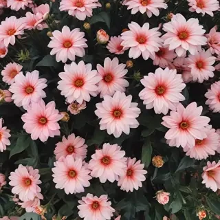 flowers aesthetic
