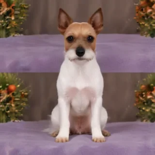 toy fox terrier