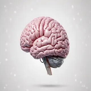 brain transparent background