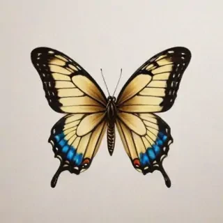 picture of butterfly drawing