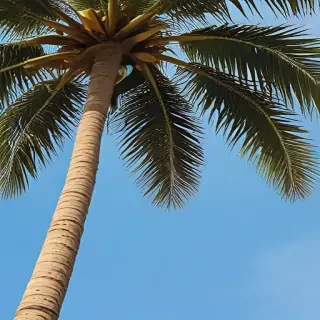 palm tree background